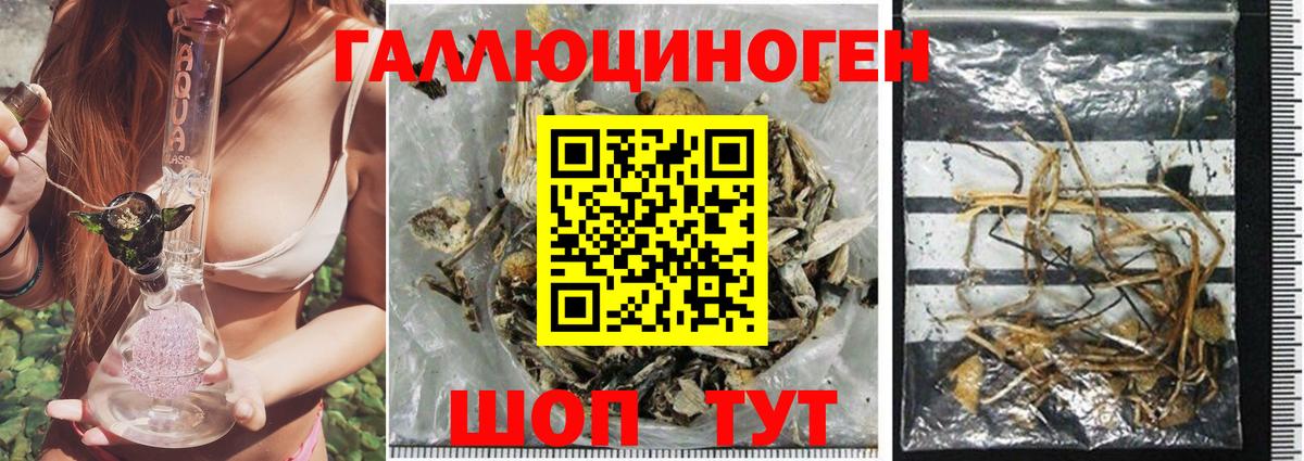 Галлюциногенные грибы Psilocybe  Вход с VPN  Салехард 